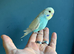 9 Young Budgies – Mixed Sexes & Various Colours – Ready Now