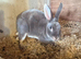 Beautiful Mini Rex Baby Bunnies – 4 Stunning Babies – Ready 1st August