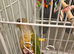 Conure