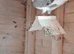 Pair of coloured racing pigeons for sale