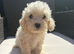 Cavapoo f2 just two boys left