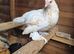 Sablepoot Pullet Growers