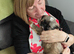 Beautiful Female Shih Tzu Puppy