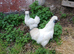 Beautiful Pair of White Silkie Bantams