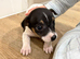 Girl Jack Russell
