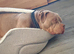 American Bully Pocket