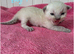 RAGDOLLS KITTENS /Reservation Open.