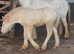 Heavy weight filly