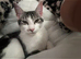 Female Maine coon