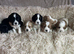 Extensively health tested Cocker Spaniel x Cavalier King Charles puppies (F1 Cockaliers)