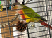 pineapple cheek conure