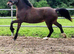 Stunning 2yrs Welsh d filly