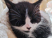 2 male kittens