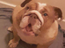 Female English Bulldog