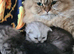 PURE PERSIAN 2 MALE LEFT