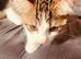 2 kittens for sale need gone asap 16weeks old