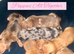 Litter Of 6 Beautiful Miniature Daschund Puppies