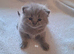 Top quality Blue British shorthairs for Sale