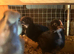 I have many moxed breed chickens. Swap for some Quail. or Ducklings