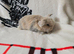 Stunning mini lops available