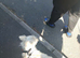 kc registered westie highland terrier girl for sale