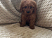 Poodle puppies