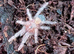 Various Tarantulas for sale