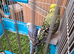 2 pairs of adult budgies