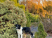Beautiful Border Collie Puppies