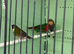 Finches