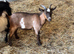 REDUCED . Pygmy goat wethers