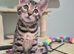 TICA Registered Bengal Kittens – 1 Girl & 1 Boy Available for reservation now. ️