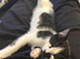 male black and white kitten
