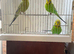 3 cock budgies for sale