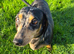 Miniature Dachshund