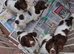 Springer pups