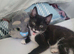 kittens