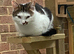 1 yr old white & tabby male