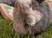 Mini lop