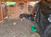 Lovley shetland foals