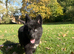 German shepherd Mix female pup