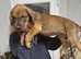 Cane corso doberman mix puppies