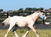 "Appaloosa " Leopard Spot Colt Young Sport Horse