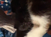 Black female kitten