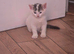 Mixed breed kittens