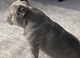 2 year old French bulldog
