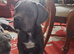 Reduced! Ready To Leave Champion Bloodline Cane Corso Puppies £1,500