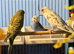 budgies available 9 weeks old