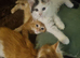 Maine coons