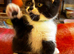 4 Scottish Fold Kittens for sale